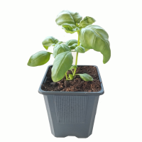 planta de albahaca 2 (R)